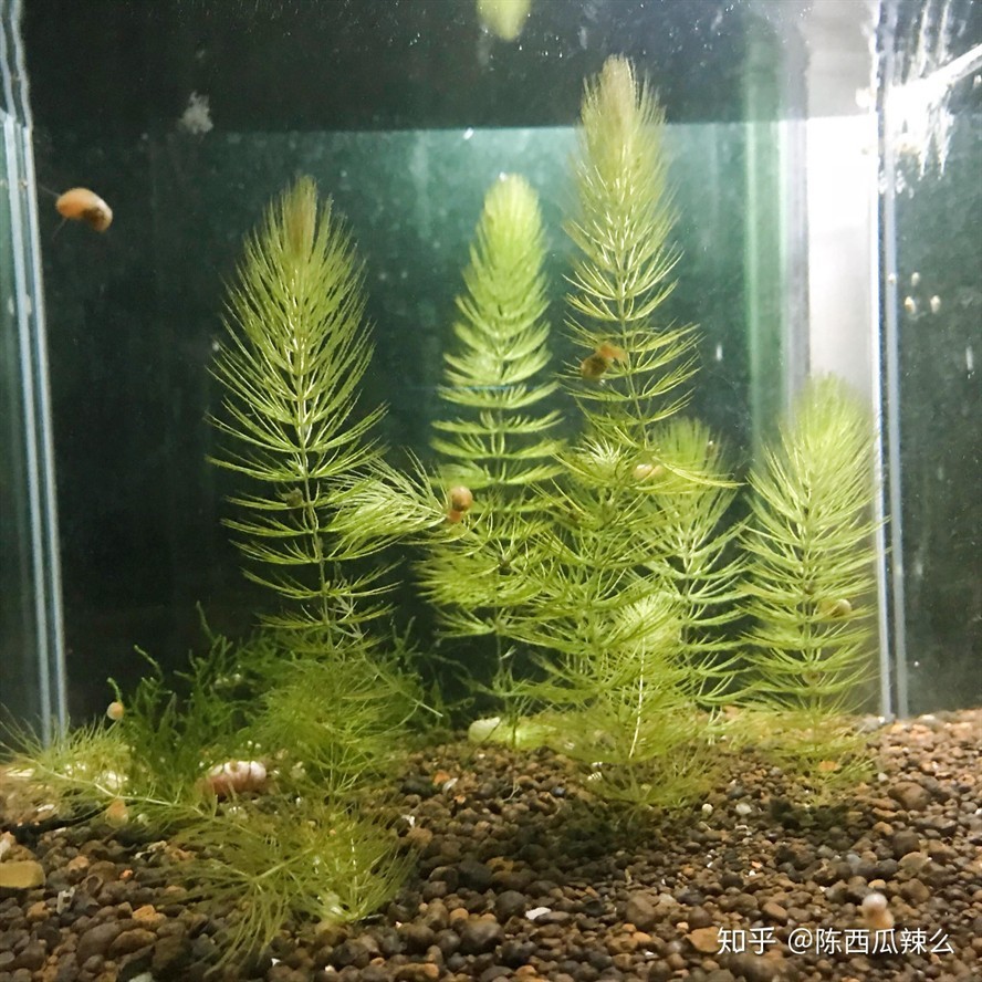 玻璃膠補魚缸：如何選擇合適的玻璃膠