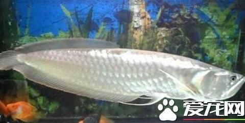 紅龍魚(yú)跟銀龍混養(yǎng)好不好：紅龍魚(yú)和銀龍魚(yú)可以混養(yǎng)嗎？