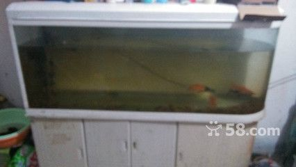 大魚缸怎么搬家好看：大魚缸搬家步驟和注意事項