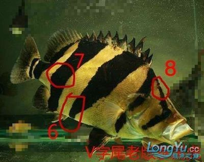 為什么老版泰虎比新版貴：為什么老版泰虎比新版貴，我從搜索中找到了一些原因