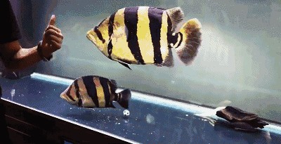 為什么老版泰虎比新版貴：為什么老版泰虎比新版貴，我從搜索中找到了一些原因