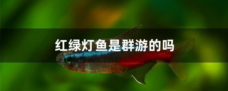 龍魚怕什么 紅綠燈魚是群游的嗎 馬來西亞咖啡 紅綠燈魚是群游的嗎 紅綠燈魚是群游的嗎 馬來西亞咖啡