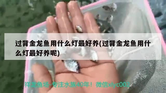過背金龍魚用什么燈最好養(過背金龍魚用什么燈最好養呢)