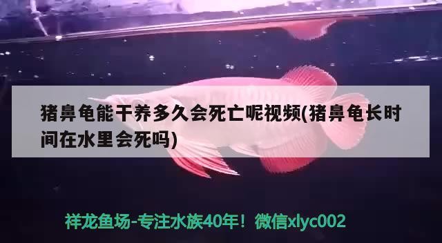 豬鼻龜能干養多久會死亡呢視頻(豬鼻龜長時間在水里會死嗎)