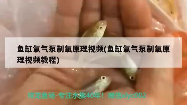 魚缸氧氣泵制氧原理視頻(魚缸氧氣泵制氧原理視頻教程)