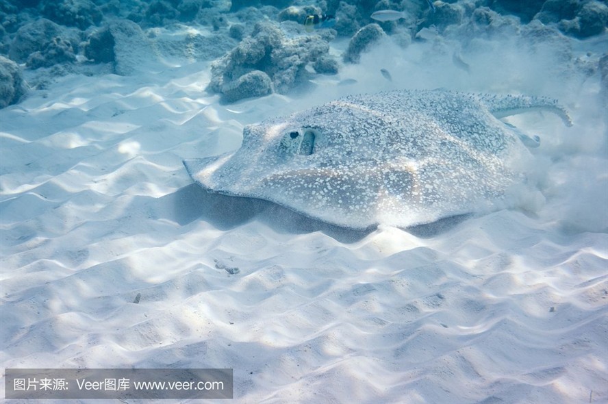魟魚(yú)掉刺代表什么動(dòng)物：魟魚(yú)掉刺代表什么動(dòng)物，[需手動(dòng)填充]魚(yú)掉刺代表什么動(dòng)物