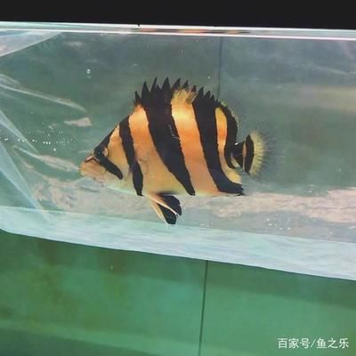 養(yǎng)泰虎需要多大缸：養(yǎng)泰虎需要多大缸，