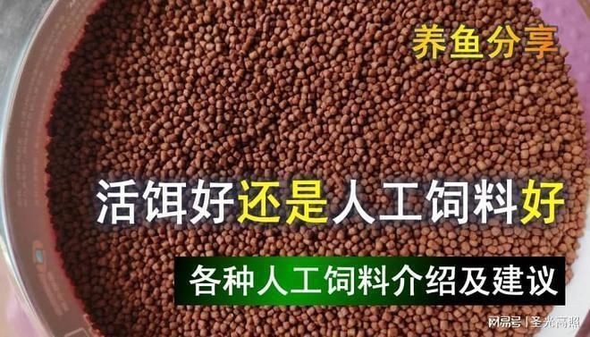 喂龍魚的活飼料魚怎么處理vs祥龍魚場:喂龍魚的活飼料魚的養殖方法如何防止飼料魚污染水質 vs祥龍魚場 第4張 喂龍魚的活飼料魚怎么處理vs祥龍魚場:喂龍魚的活飼料魚的養殖方法如何防止飼料魚污染水質 喂龍魚的活飼料魚怎么處理vs祥龍魚場:喂龍魚的活飼料魚的養殖方法如何防止飼料魚污染水質 vs祥龍魚場 第4張