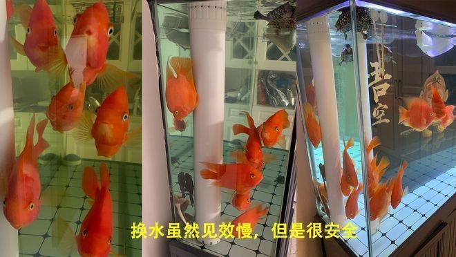大型魚缸怎么養水 大型魚缸怎么養水 魚缸百科