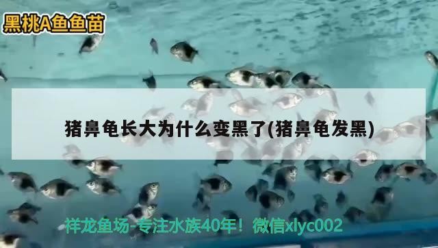 豬鼻龜長(zhǎng)大為什么變黑了(豬鼻龜發(fā)黑)