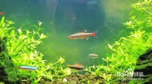 藍色過背金龍魚怎么養殖的（藍色過背金龍魚怎么養殖的視頻）