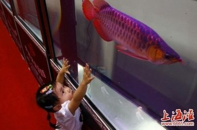 小紅龍魚(yú)用什么顏色的燈好看：小紅龍魚(yú)用什么顏色的燈好看小紅龍魚(yú)燈光色溫選擇指南