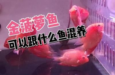 如何選擇混養(yǎng)伴侶魚種，混養(yǎng)伴侶魚種時需要考慮多個因素以確保魚缸的和諧與魚類的健康