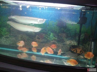 1.2米魚缸能養幾條銀龍魚：1.2米的魚缸能養幾條銀龍魚