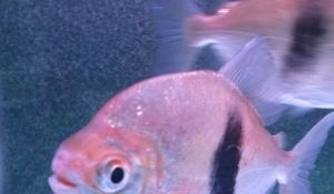 石家莊龍魚vs祥龍魚場（“石家莊龍魚”與“祥龍魚場”的區別）