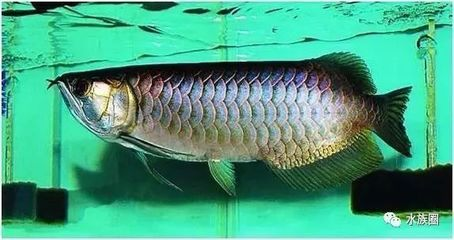 龍魚極品古典藍多少錢，極品古典藍金龍魚價格波動原因金龍魚價格波動原因