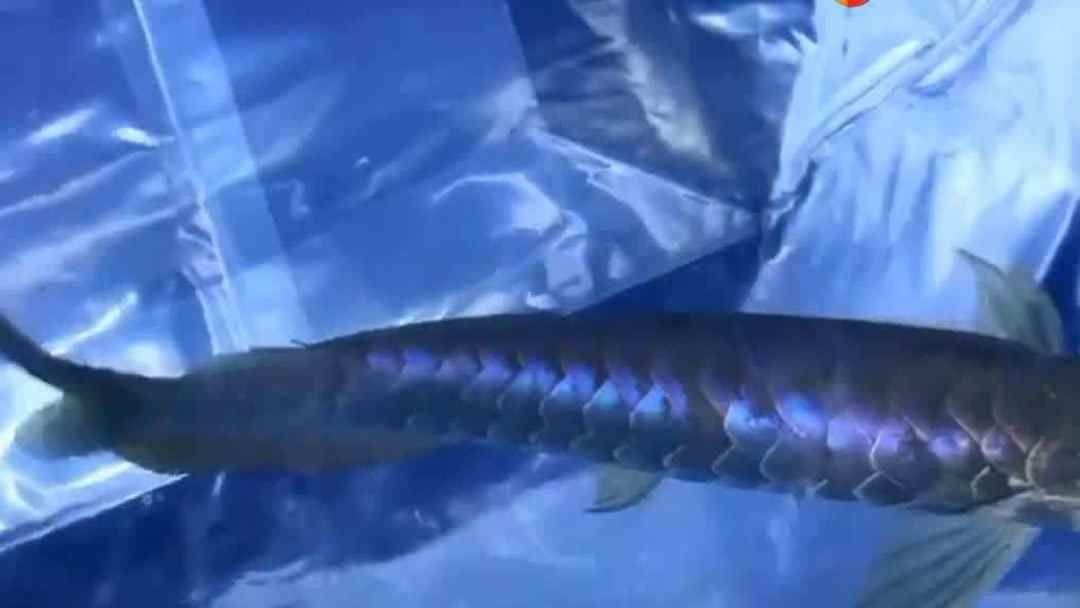 龍魚極品古典藍多少錢，極品古典藍金龍魚價格波動原因金龍魚價格波動原因