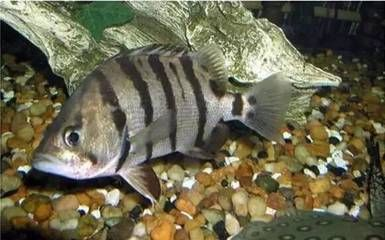 虎魚為什么會變黑：為什么虎魚的體色會變黑？