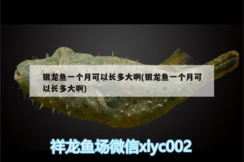 銀龍魚一個(gè)月可以長多大啊(銀龍魚一個(gè)月可以長多大啊)