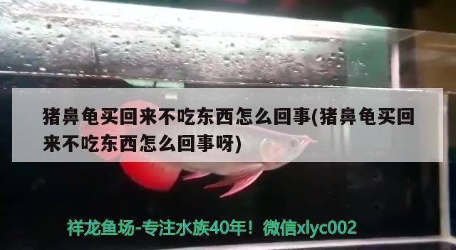 豬鼻龜買回來不吃東西怎么回事(豬鼻龜買回來不吃東西怎么回事呀)