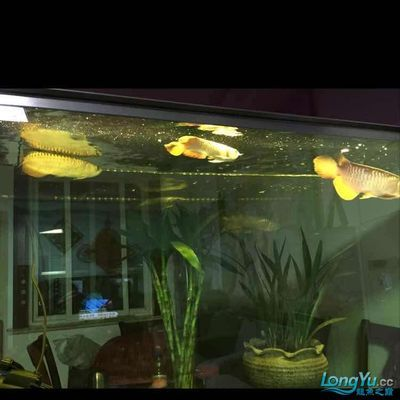 虎魚與什么魚混養(yǎng)好看：虎魚與什么魚混養(yǎng)好看虎魚與什么魚混養(yǎng)好看