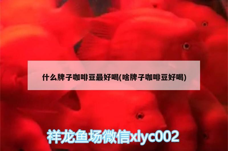 什么牌子咖啡豆最好喝(啥牌子咖啡豆好喝) 什么牌子咖啡豆最好喝(啥牌子咖啡豆好喝) 馬來西亞咖啡