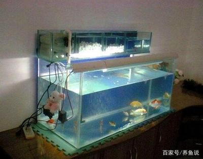 不用過濾魚缸：不使用過濾器的養魚方法