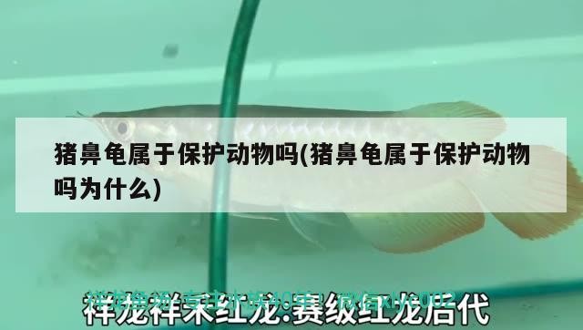 豬鼻龜屬于保護(hù)動(dòng)物嗎(豬鼻龜屬于保護(hù)動(dòng)物嗎為什么)