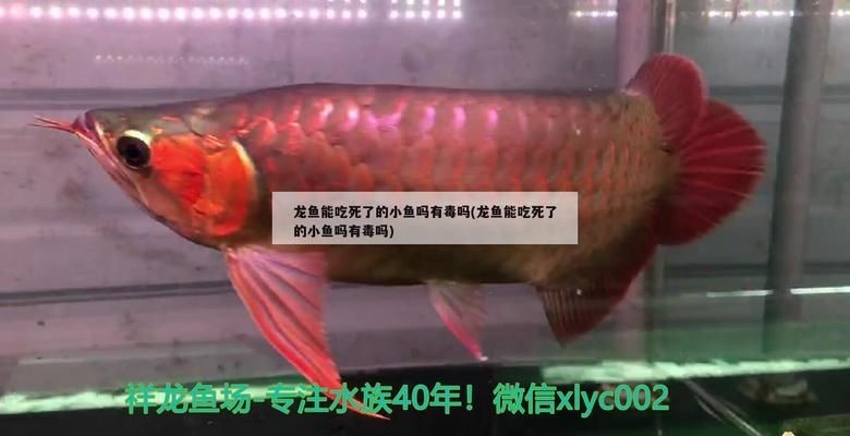 喂養龍魚死了能吃嗎vs祥龍魚場：喂養龍魚后其尸體是否可以食用祥龍魚場評價查詢觀賞魚疾病預防指南