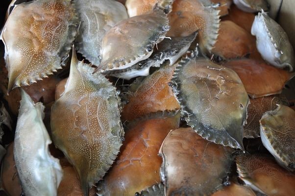 喂養龍魚死了能吃嗎vs祥龍魚場：喂養龍魚后其尸體是否可以食用祥龍魚場評價查詢觀賞魚疾病預防指南