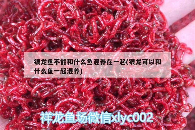 銀龍魚不能和什么魚混養在一起(銀龍可以和什么魚一起混養)