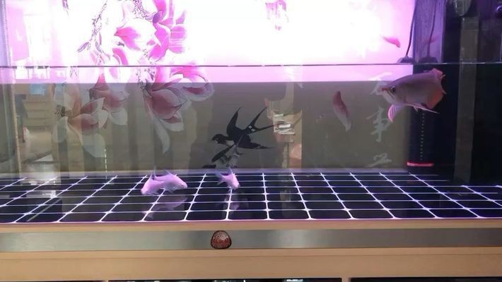 黑金魟魚適宜的飼料選擇：黑金魟魚飼料品牌推薦