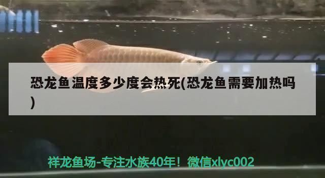 龍魚一天打氧多久vs祥龍魚場：龍魚一天打氧多久