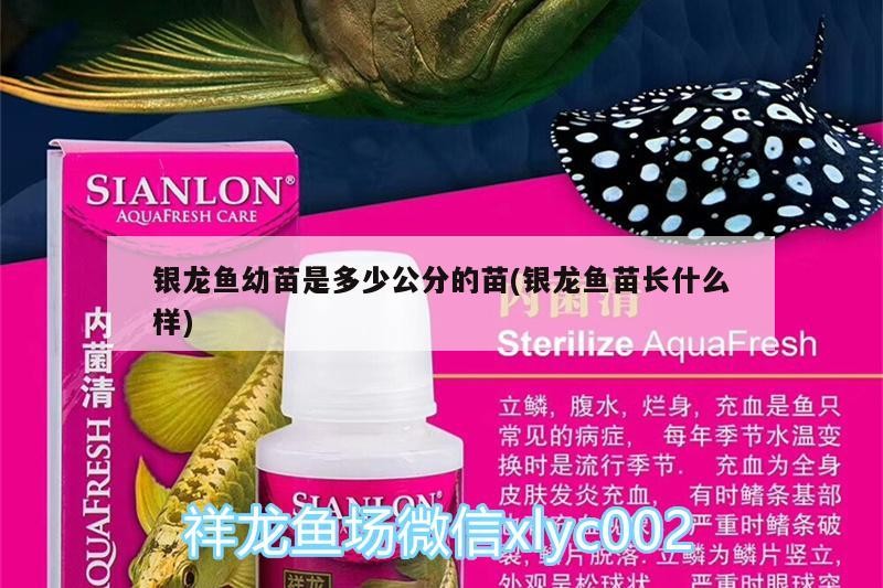 銀龍魚幼苗是多少公分的苗(銀龍魚苗長什么樣) 銀龍魚幼苗是多少公分的苗(銀龍魚苗長什么樣) 銀龍魚百科