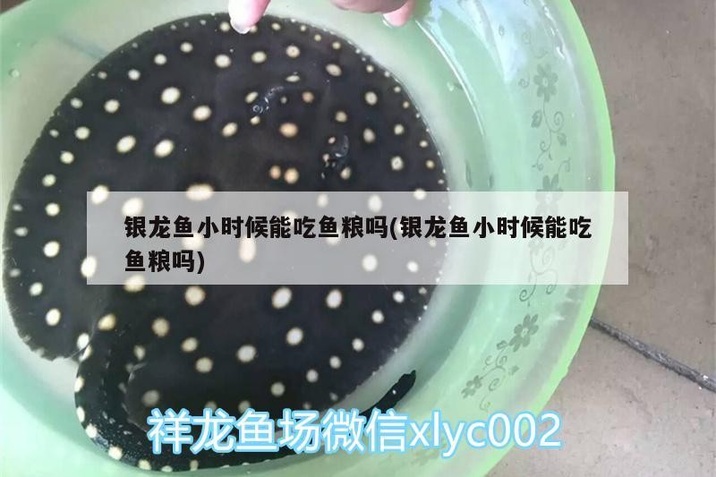 銀龍魚(yú)小時(shí)候能吃魚(yú)糧嗎(銀龍魚(yú)小時(shí)候能吃魚(yú)糧嗎) 銀龍魚(yú)小時(shí)候能吃魚(yú)糧嗎(銀龍魚(yú)小時(shí)候能吃魚(yú)糧嗎) 銀龍魚(yú)百科