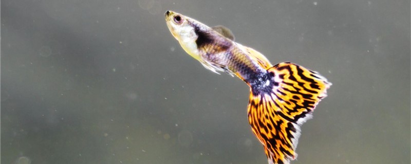 養(yǎng)孔雀魚晚上要關(guān)燈嗎有哪些注意事項