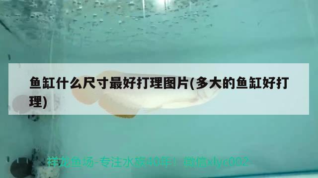 魚缸什么尺寸最好打理圖片(多大的魚缸好打理)