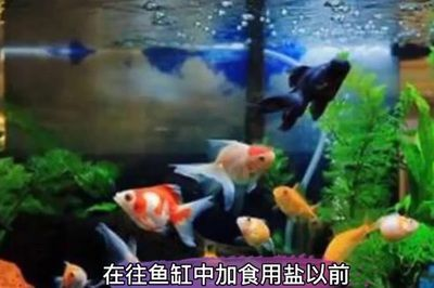 1.3米魚缸放多少鹽好養：1.3米長的魚缸放多少鹽好養魚缸放多少鹽好養