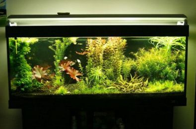 1.3米魚缸放多少鹽好養：1.3米長的魚缸放多少鹽好養魚缸放多少鹽好養