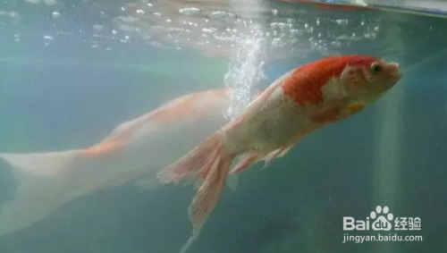 魚缸黃水怎么辦視頻講解