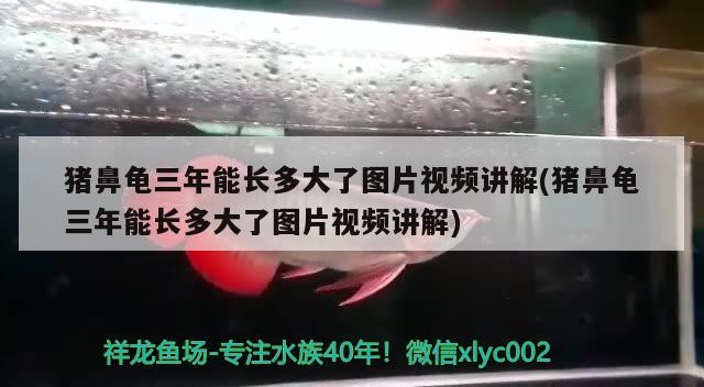豬鼻龜三年能長多大了圖片視頻講解(豬鼻龜三年能長多大了圖片視頻講解) 豬鼻龜三年能長多大了圖片視頻講解(豬鼻龜三年能長多大了圖片視頻講解) 豬鼻龜百科