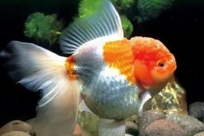 賣龍魚取一個店名字大全，如何挑選優質龍魚