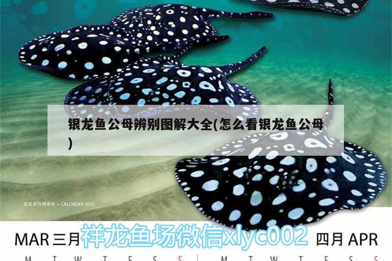 銀龍魚公母辨別圖解大全(怎么看銀龍魚公母)