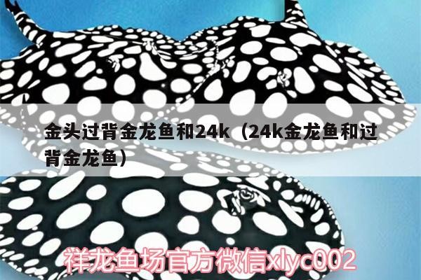 金頭過背金龍魚和24k（24k金龍魚和過背金龍魚） 金頭過背金龍魚和24k（24k金龍魚和過背金龍魚） 金龍魚百科