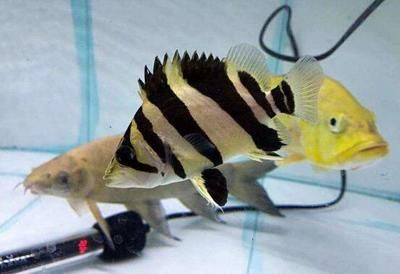 虎魚體型相差太大會打架嗎：虎魚之間打斗行為主要取決于它們的體型差異以及飼養環境