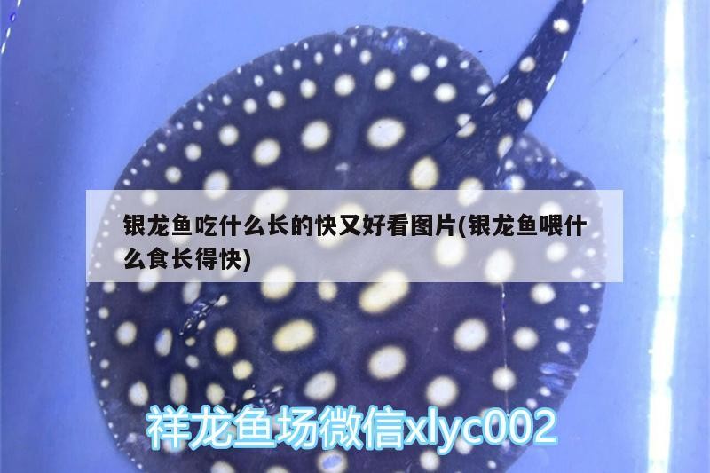銀龍魚吃什么長的快又好看圖片(銀龍魚喂什么食長得快)