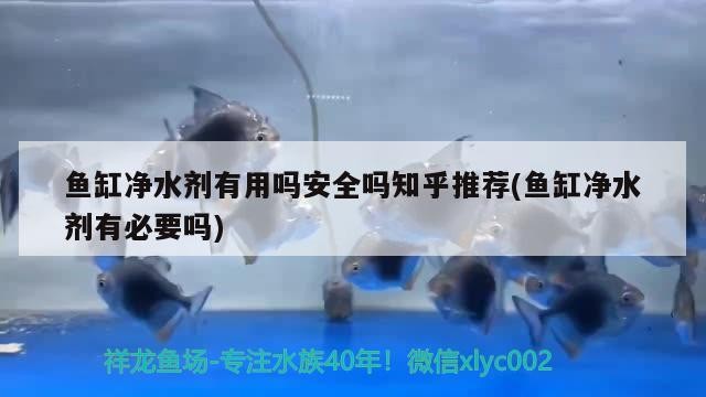 魚缸凈水劑有用嗎安全嗎知乎推薦(魚缸凈水劑有必要嗎)