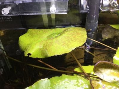 魚缸常見的蟲子：在魚缸中常見的蟲子，其中有些是有益的，