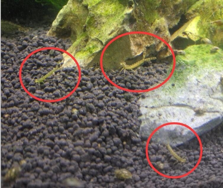 魚缸常見的蟲子：在魚缸中常見的蟲子，其中有些是有益的，