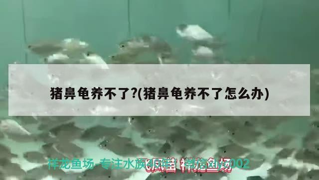 豬鼻龜養不了?(豬鼻龜養不了怎么辦) 豬鼻龜養不了?(豬鼻龜養不了怎么辦) 豬鼻龜百科